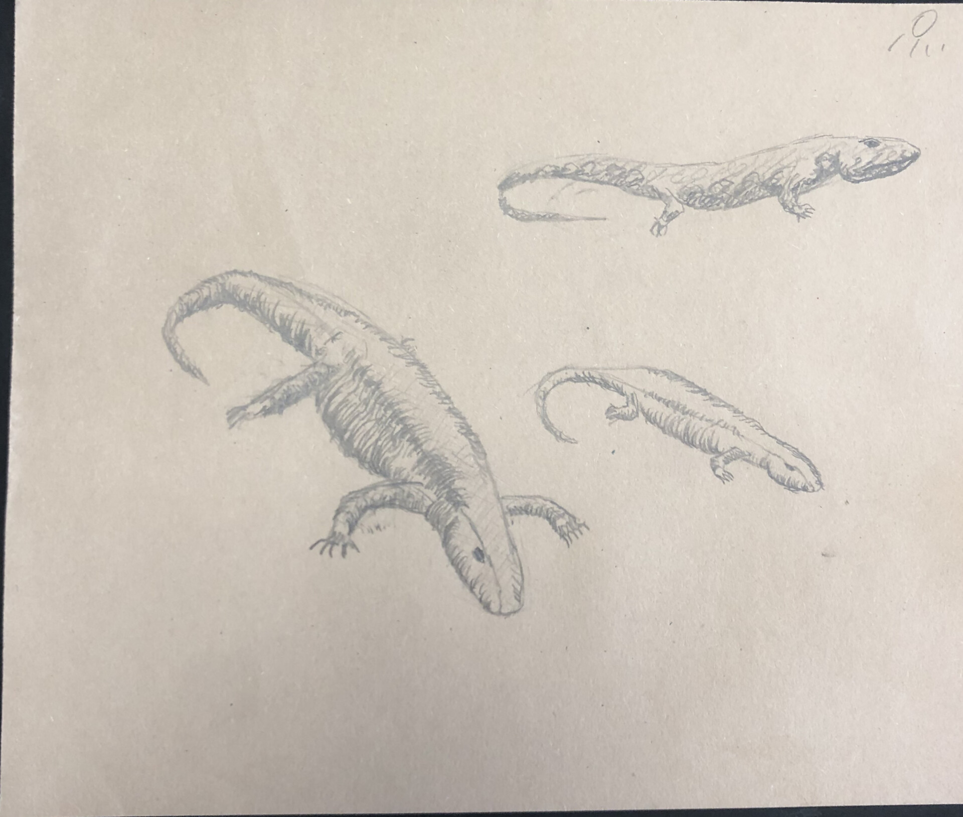Scully - lizard sketch