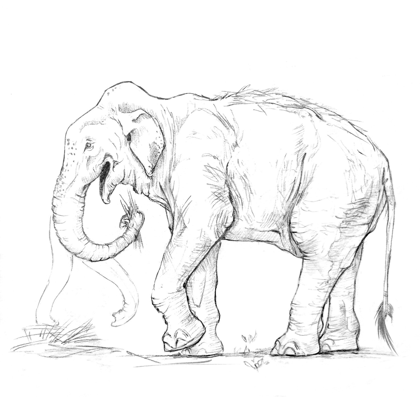 Elephant, from life. Pencil on paper.