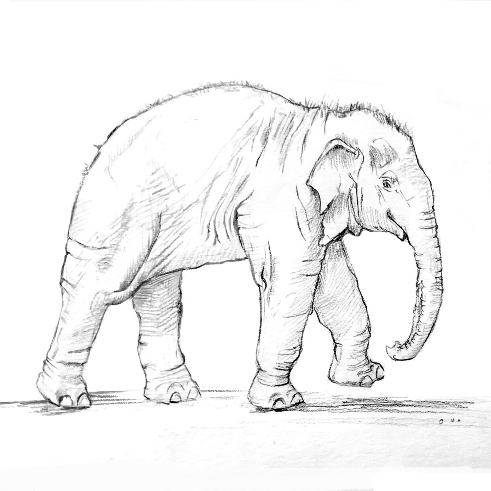 Baby elephant, from life. Pencil on paper.