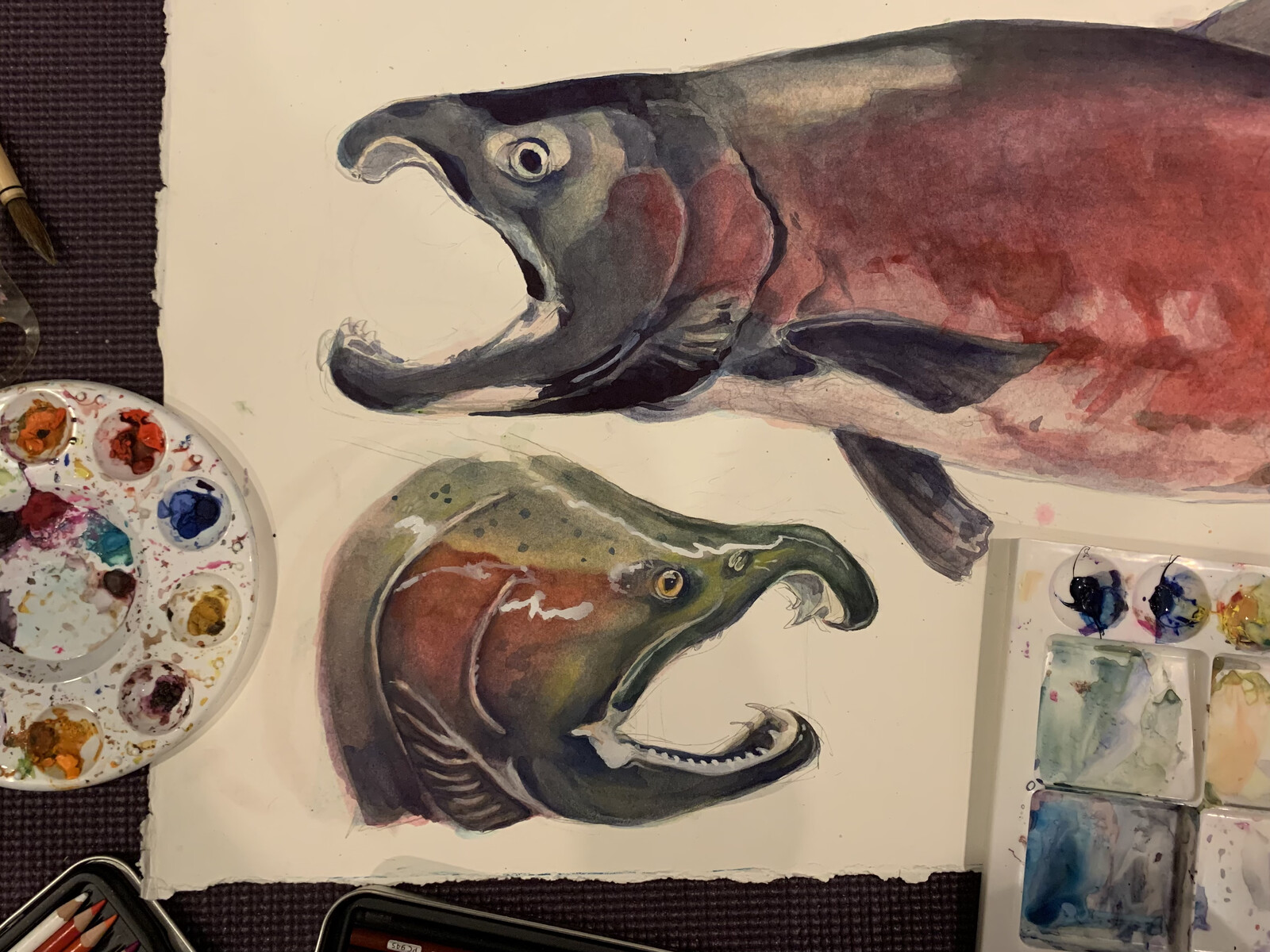 Zoomed in WIP of Coho Salmon Illustrations