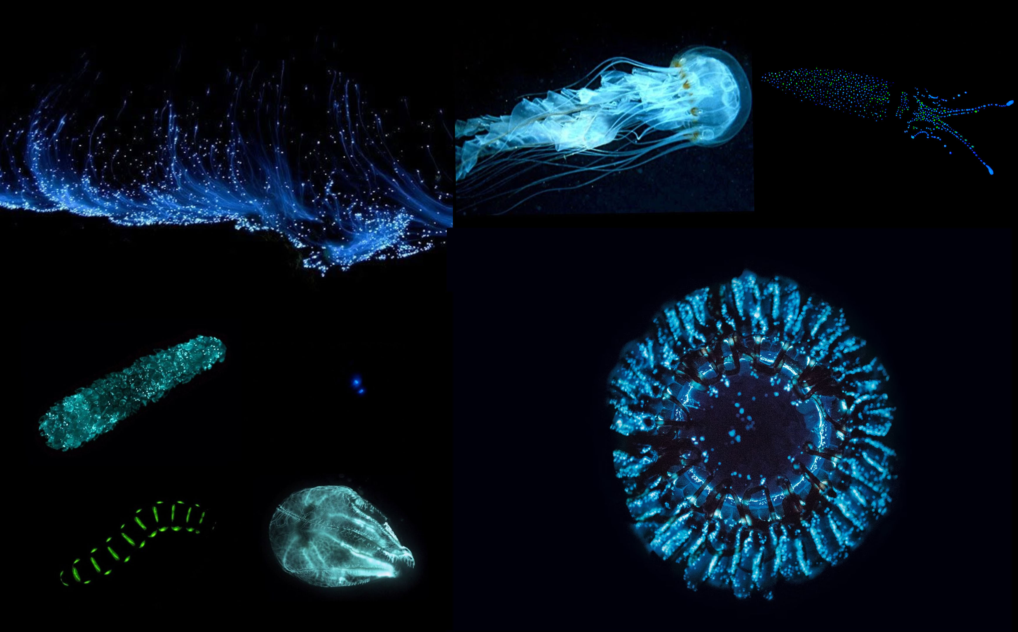 National Geographic references of the bioluminescence 