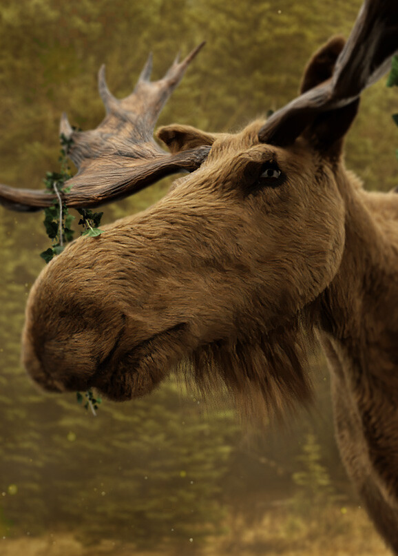 ArtStation - Photorealistic 3D Moose portait - Passing time in Plains