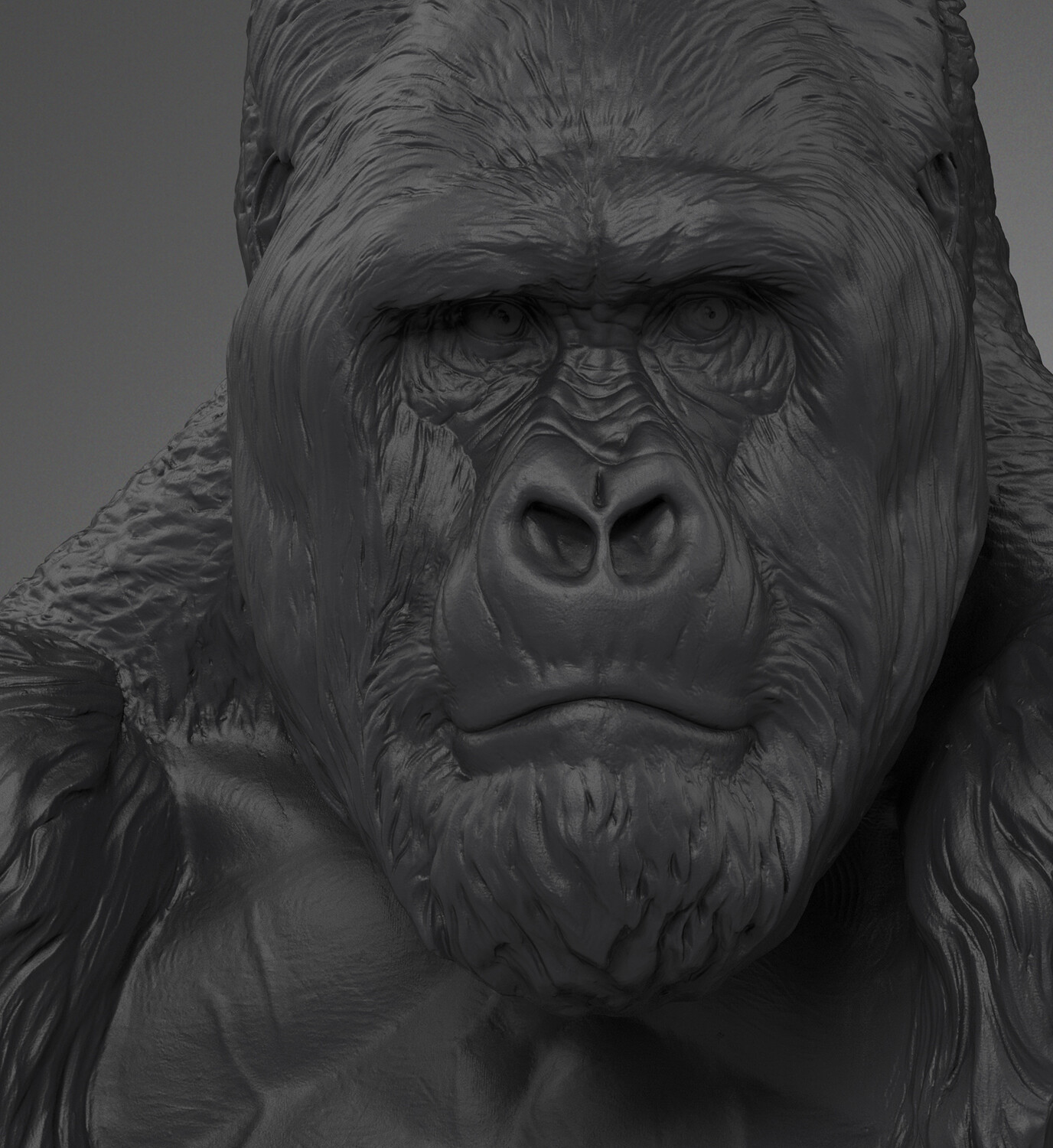 Gorilla beringei Portrait
