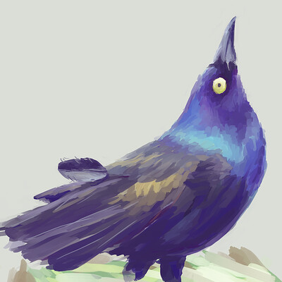 Grackle Sketch
