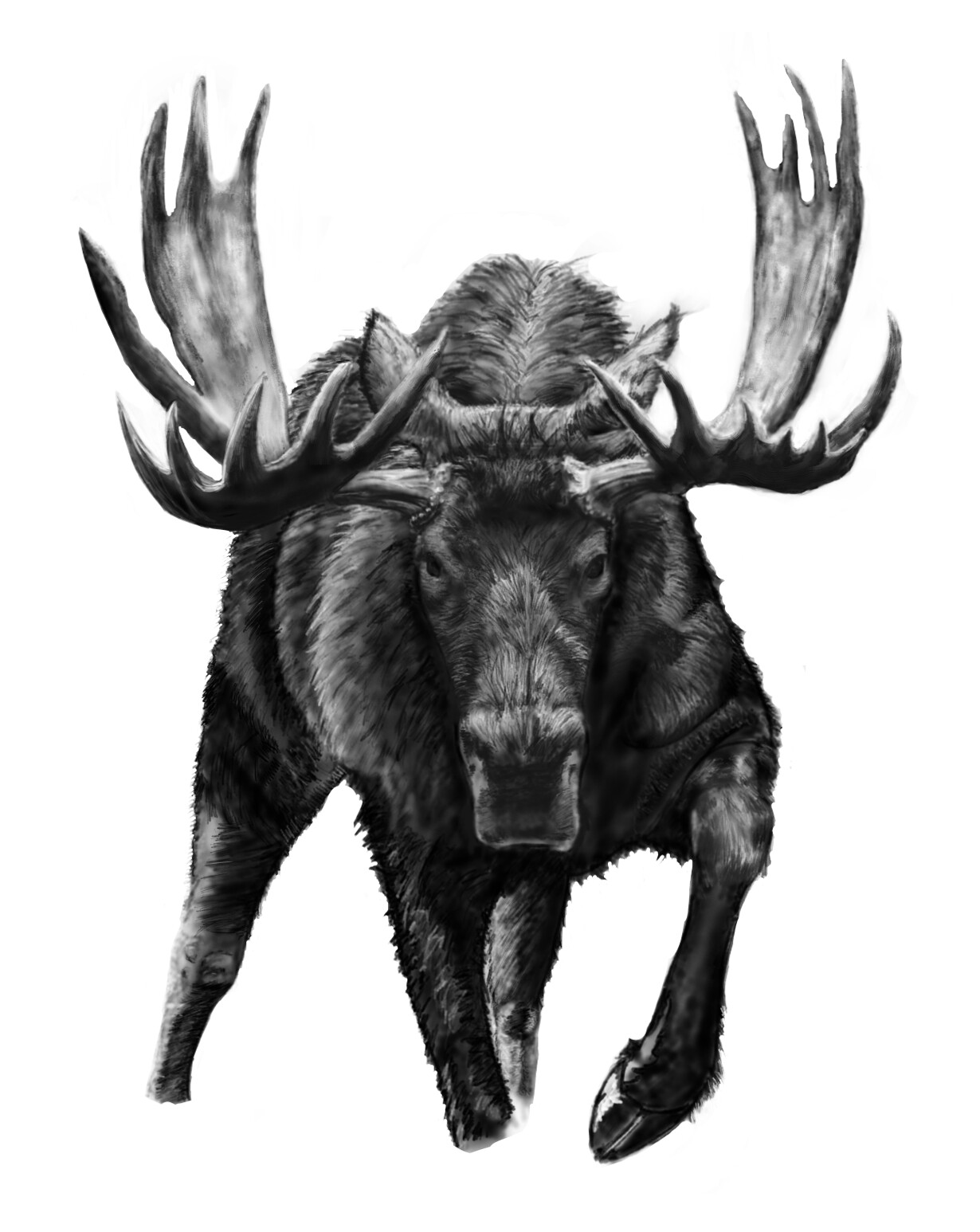 Sketch/illustration I made of the moose to get the feel for values and attitude.