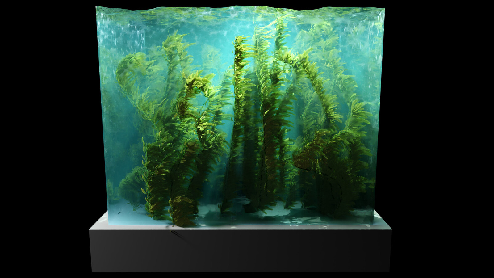 Kelp Forest