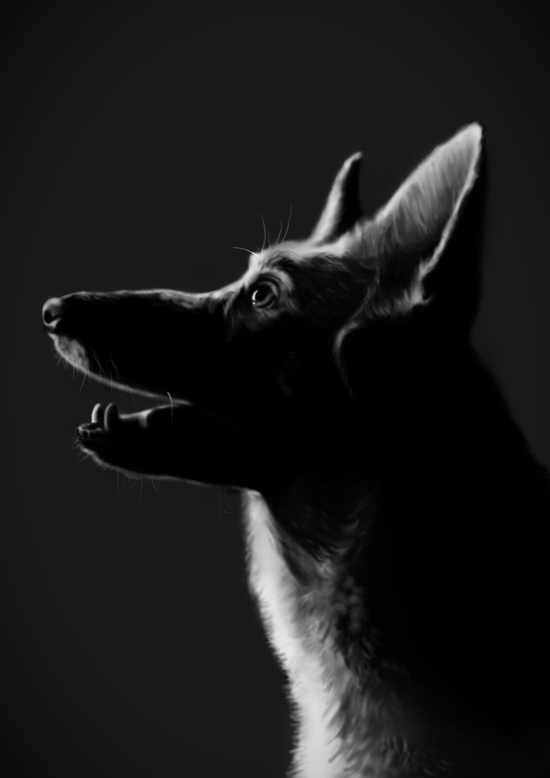 Mila ilijani dog chiaroscuro digital painting