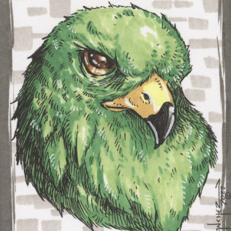 Sketchcard - Hawk