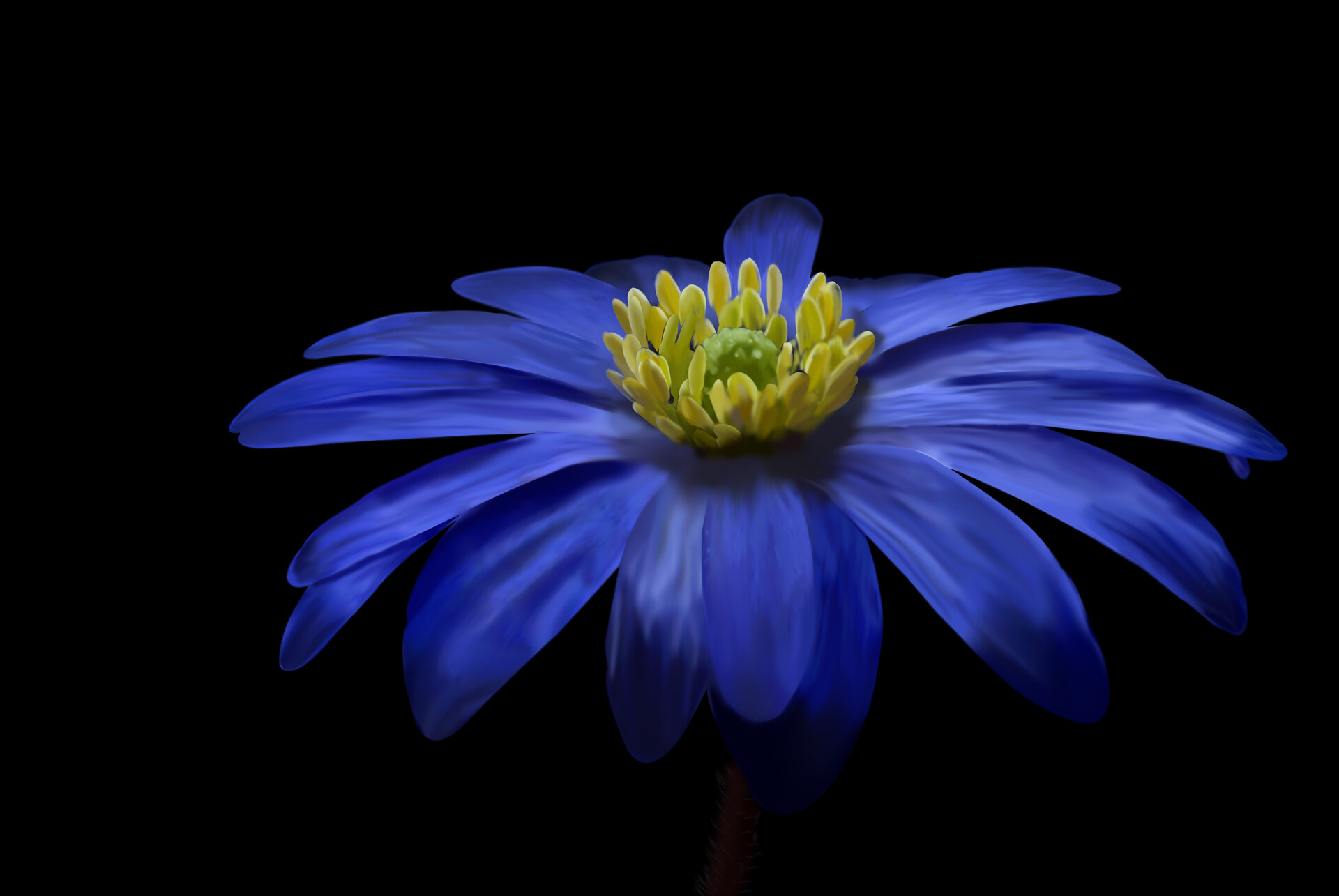 ArtStation - Digital Painting ( flower )