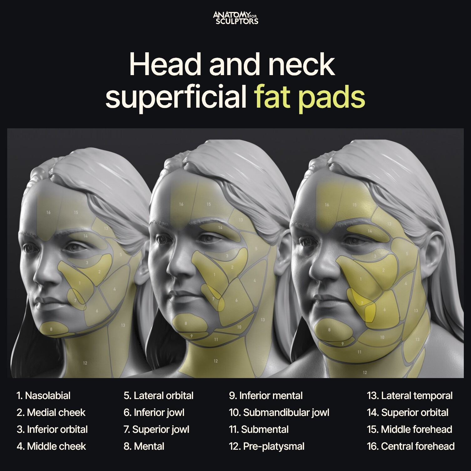 anatomy-for-sculptors-head-and-neck-superficial-fat-pads