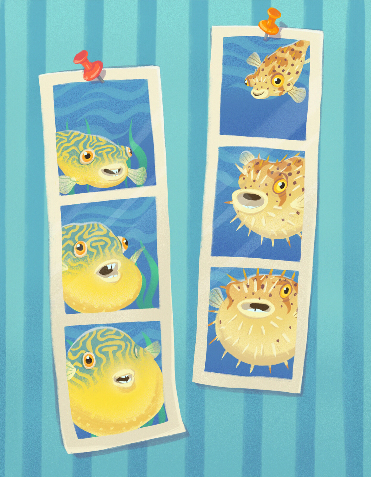Puffer fish