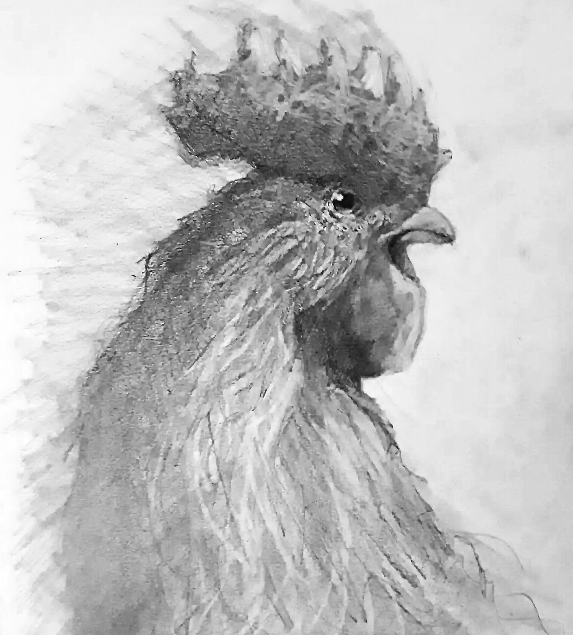 Rooster / Chicken Pencil Sketch - Nakamura Art - Drawings & Illustration,  Animals, Birds, & Fish, Birds, Other Birds - ArtPal