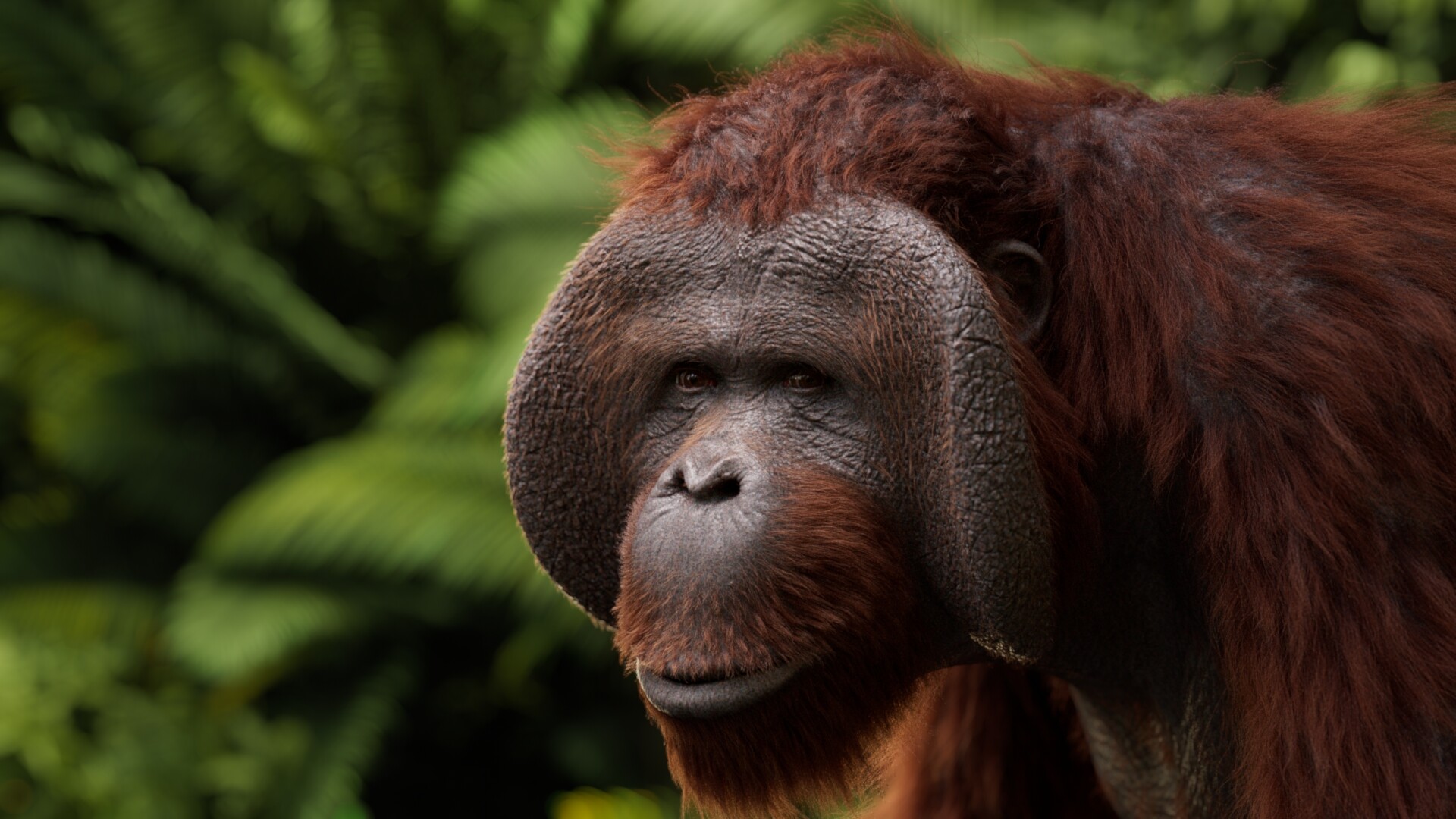 ArtStation Orangutan groom