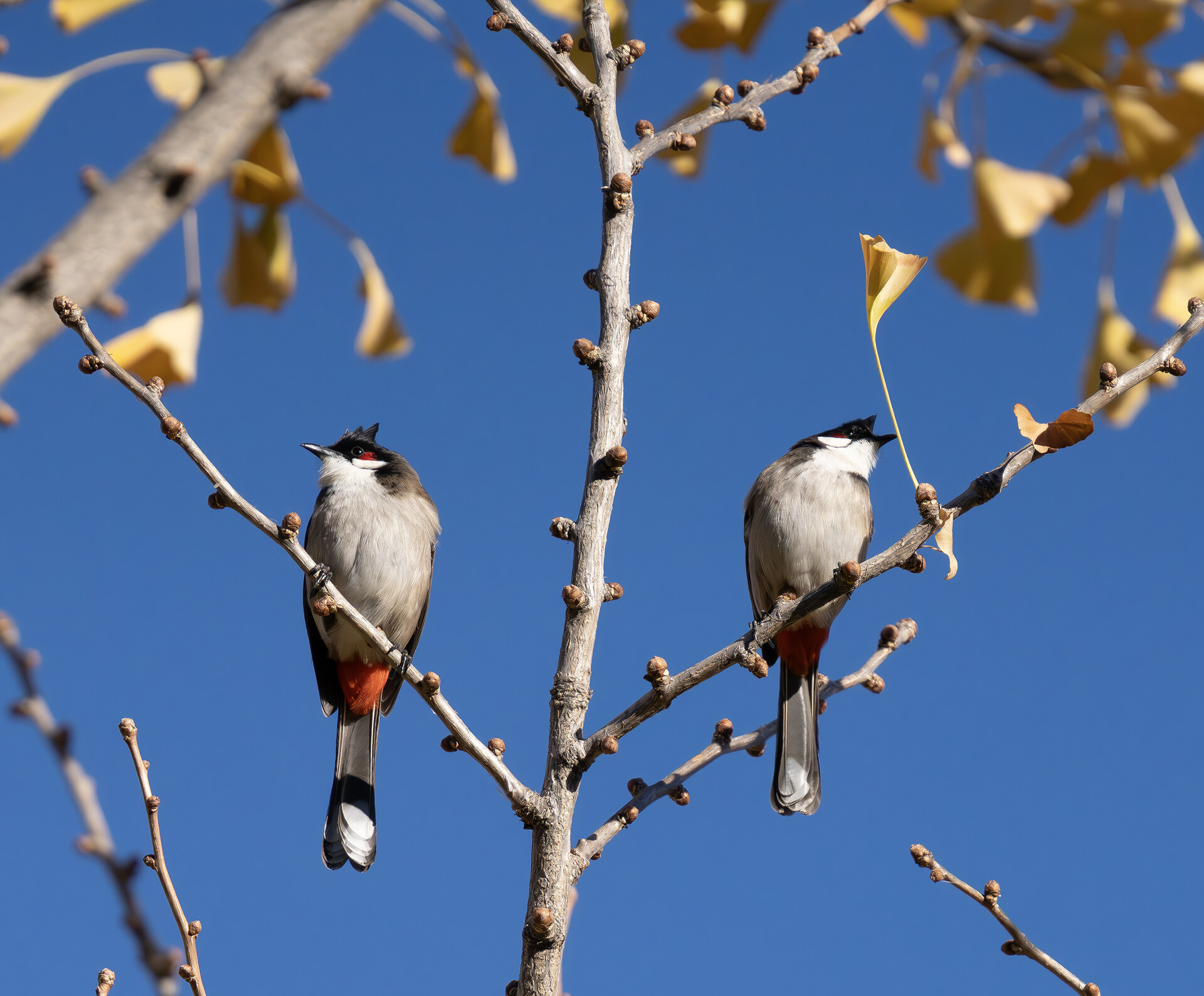 Red Whiskered Bulbul