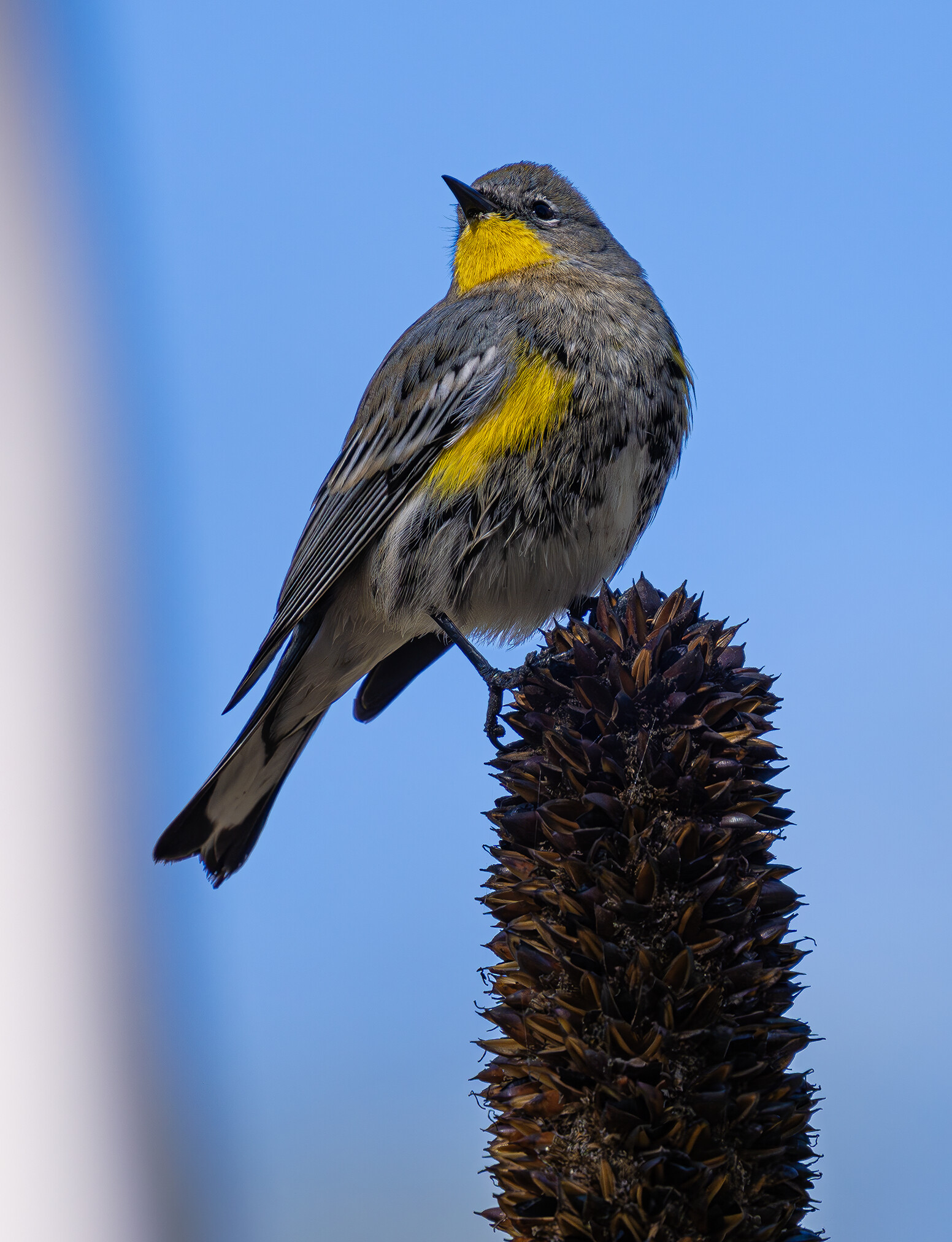 Yellow Rumped Warbler