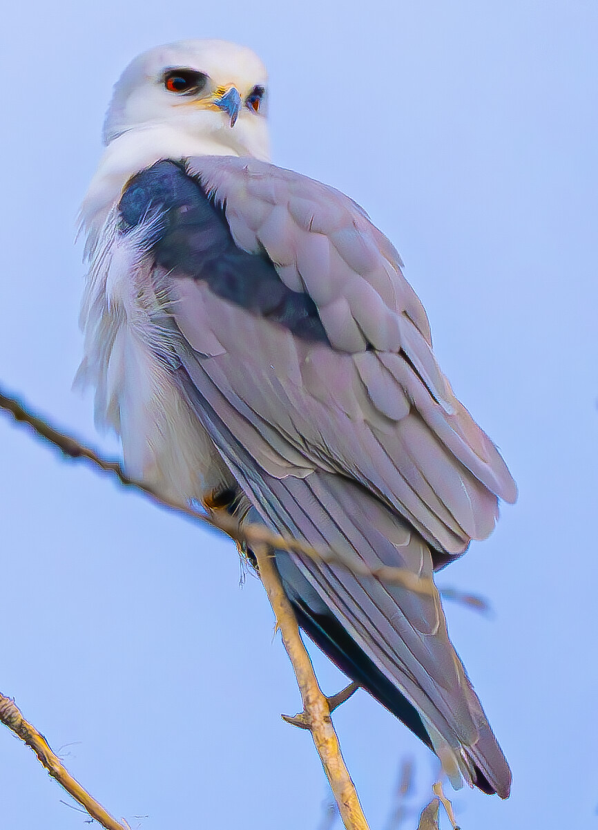 White Tailed Kite