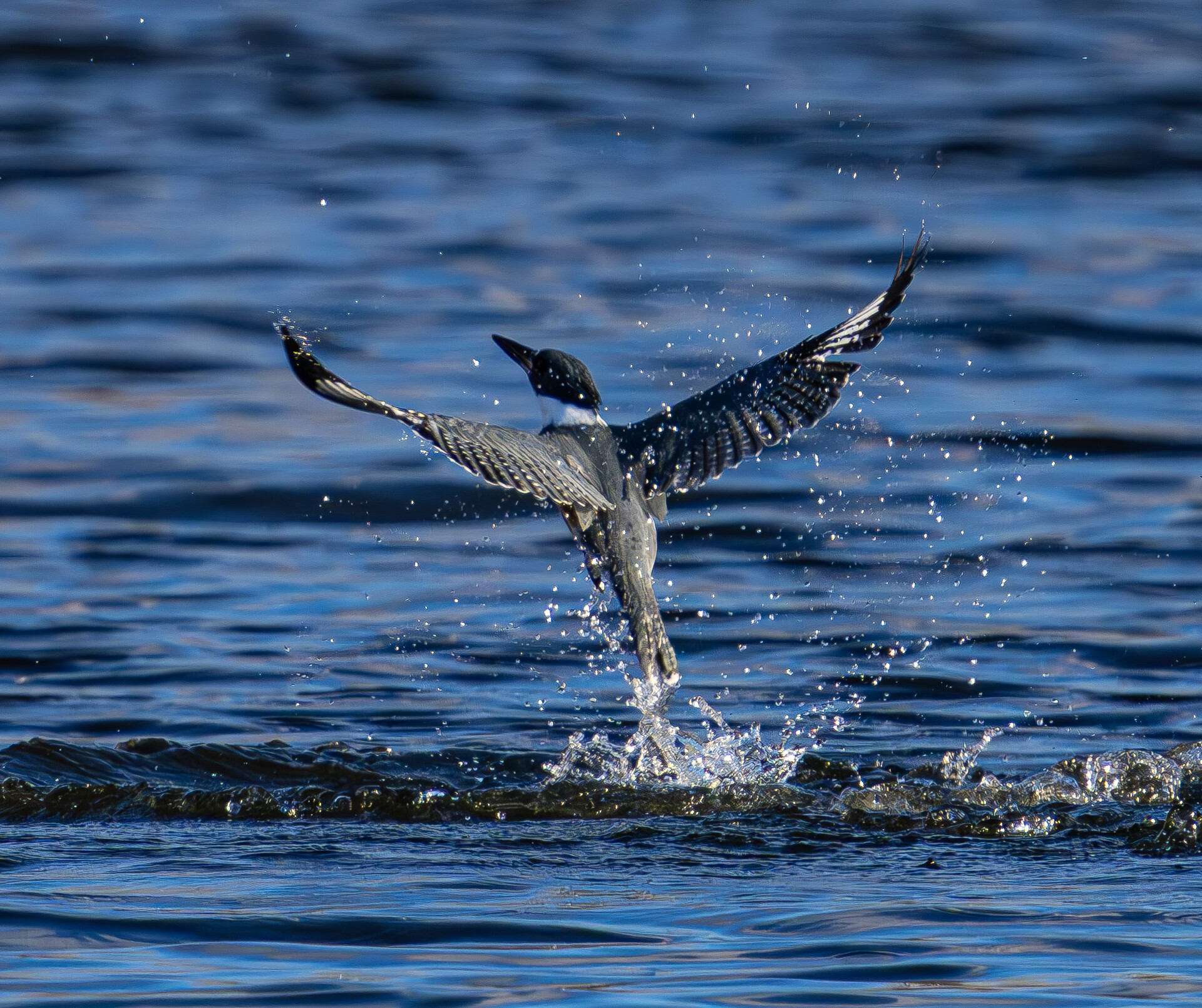 Belted Kingfisher Fishing