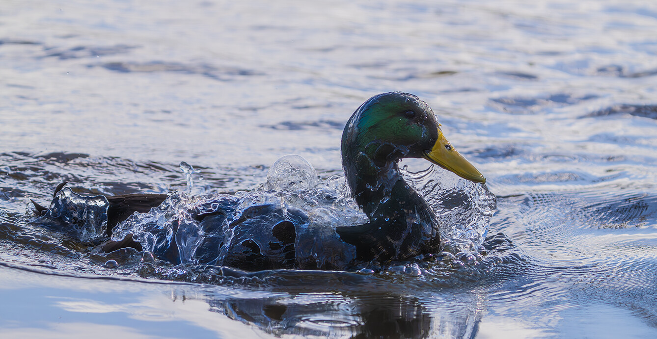 Mallard