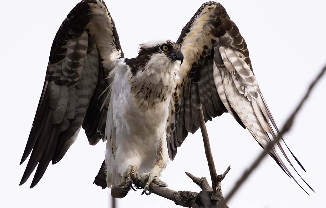Osprey