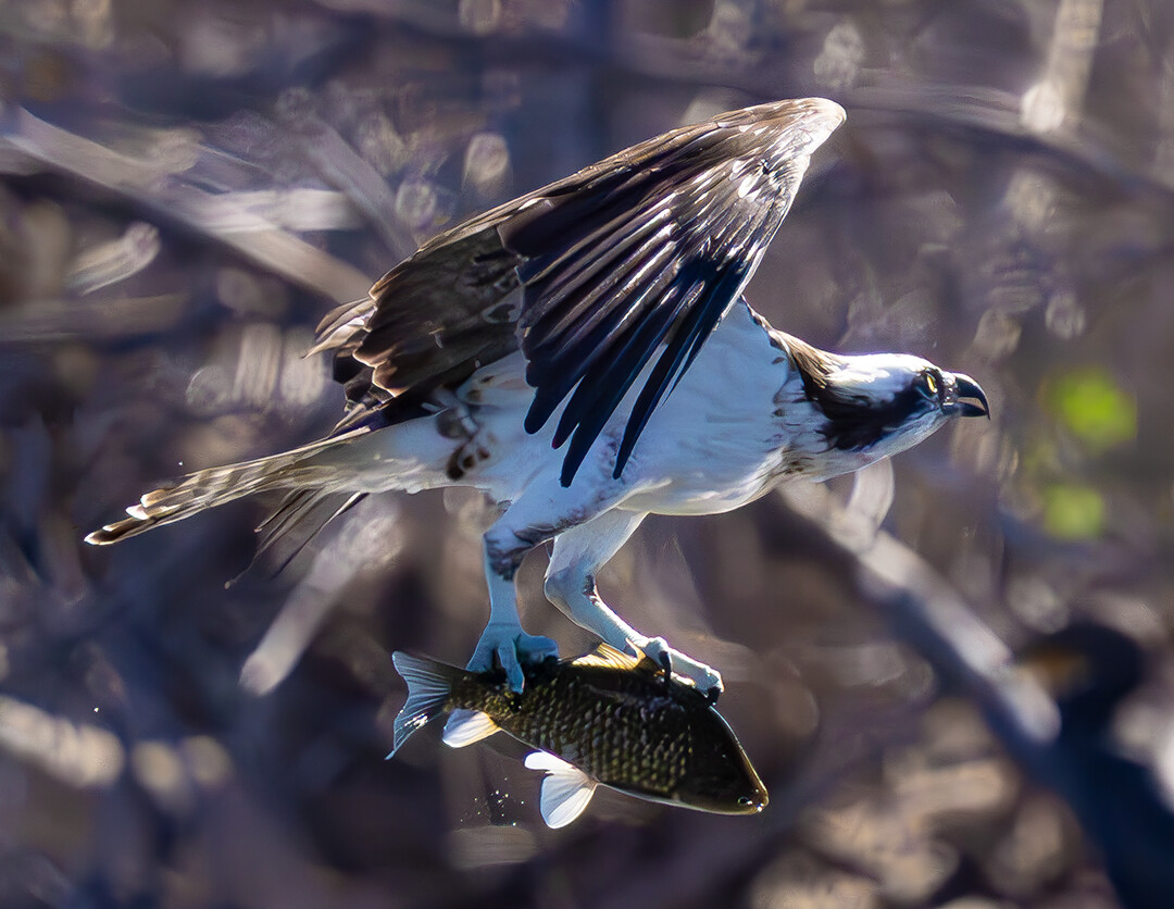 Osprey with Fish
