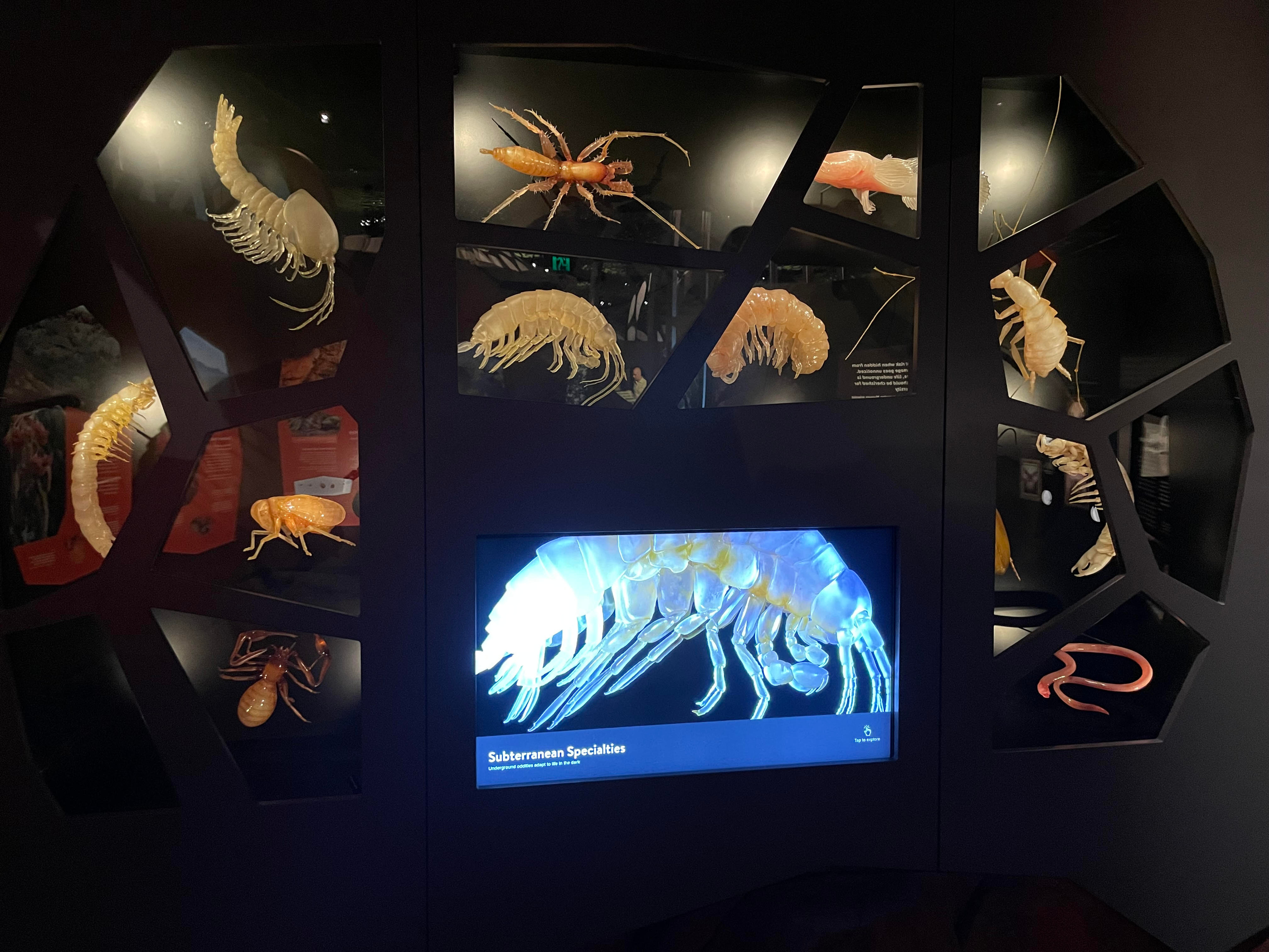 Photo of the final display at the WAMuseum in Australia