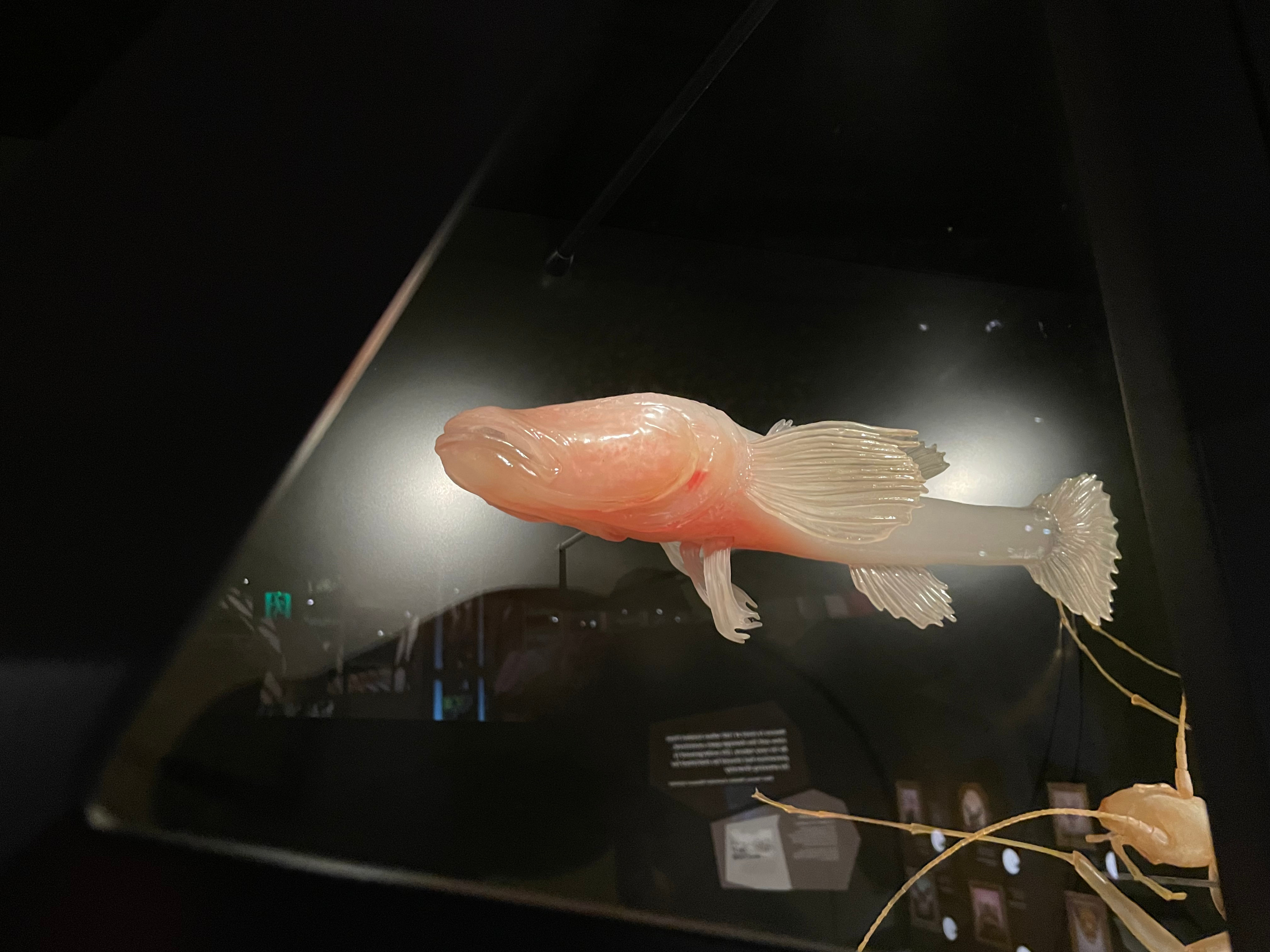 Photo of the final 3D print on display at the WAMuseum in Australia