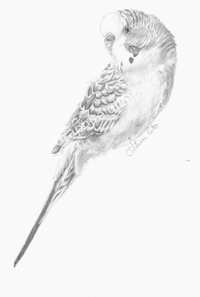 Budgie