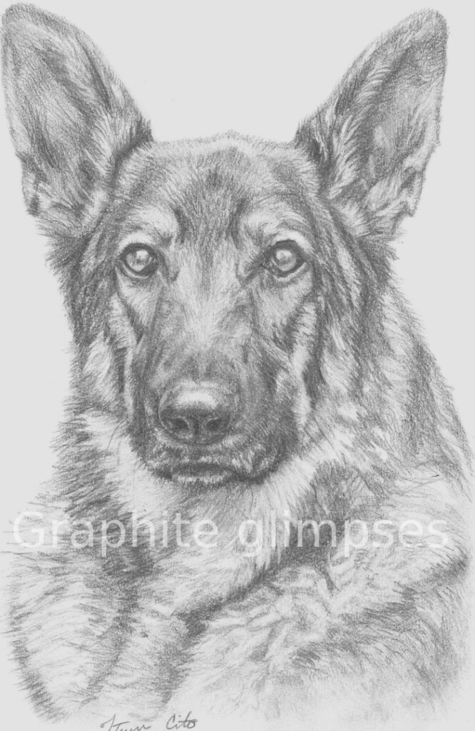 Shep portait