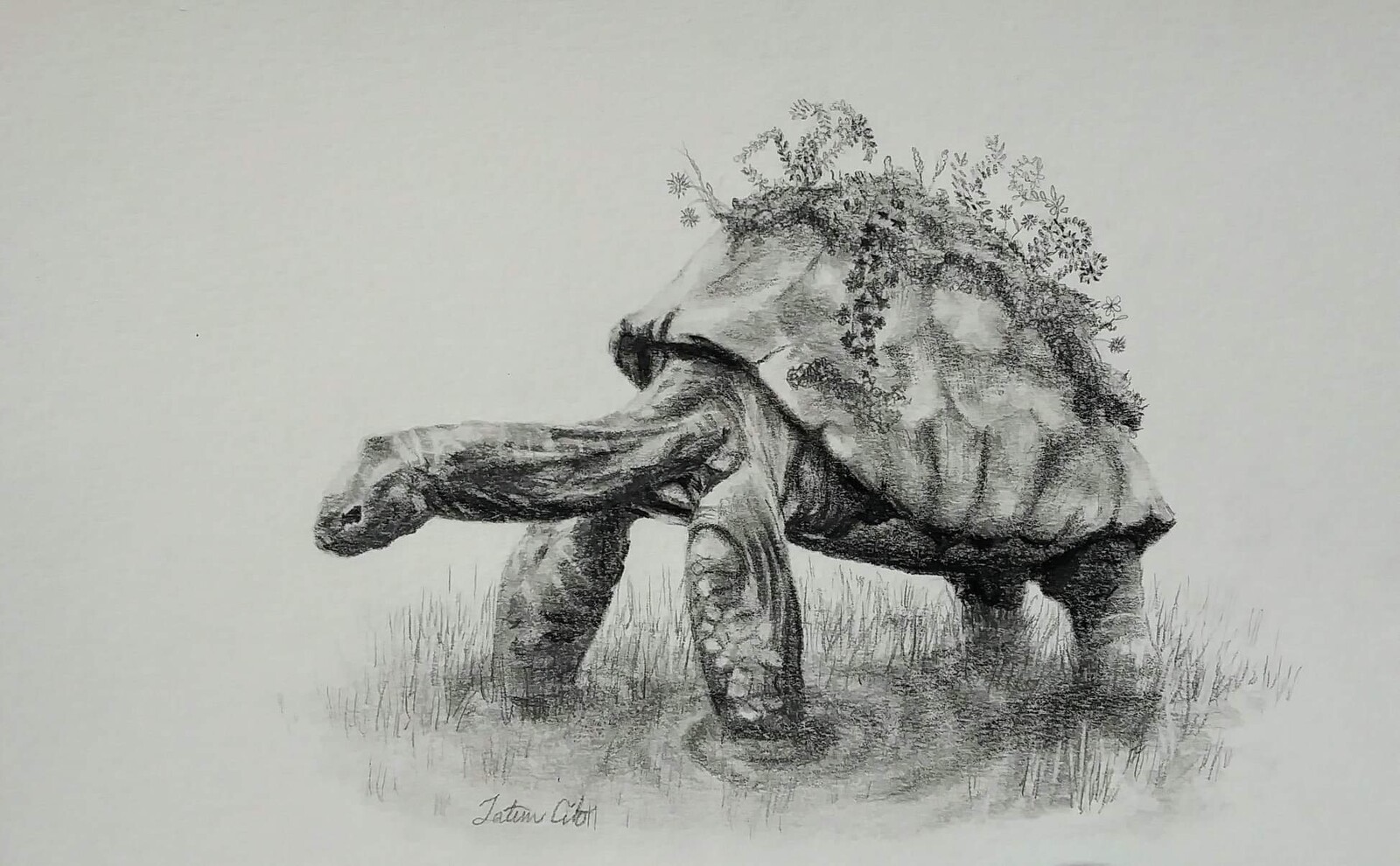 Tortoise