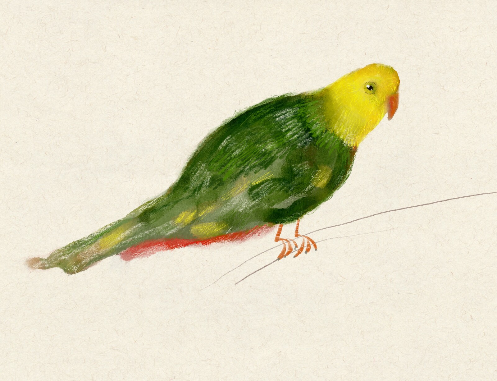 Parrot from the London Zoo
