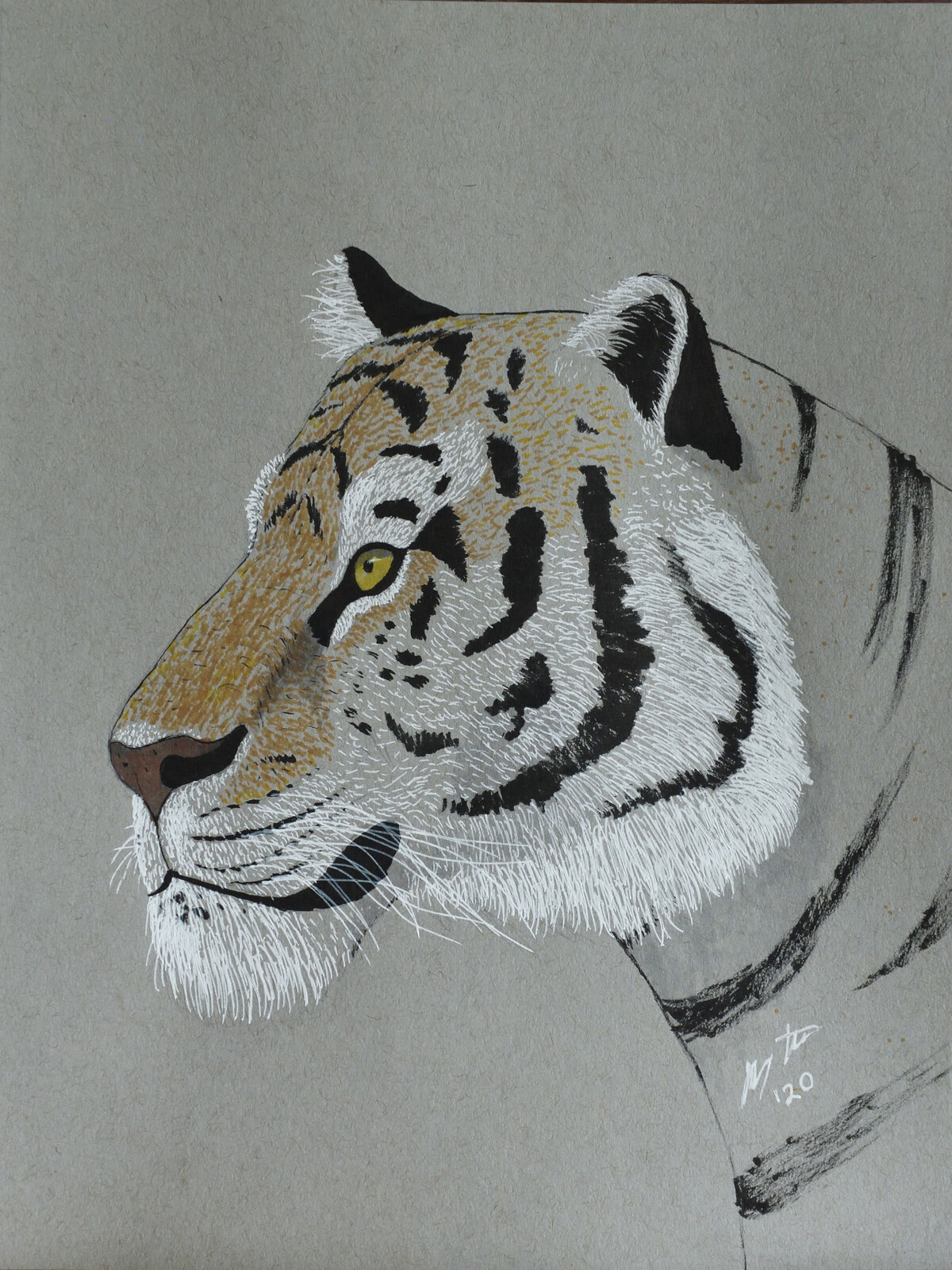 Tiger on Toned Paper