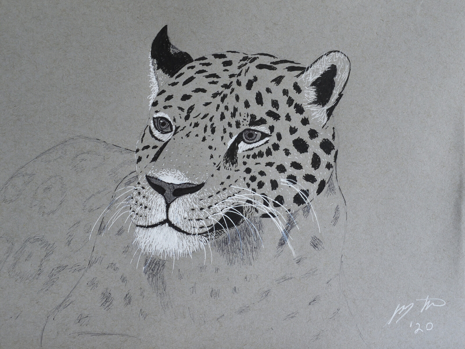 Jaguar on Toned Paper