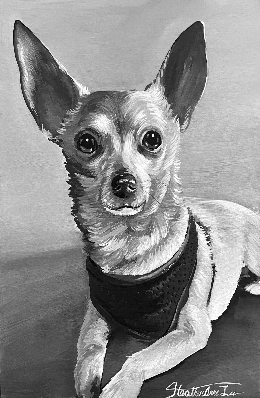 Chihuahua Pet Portrait 