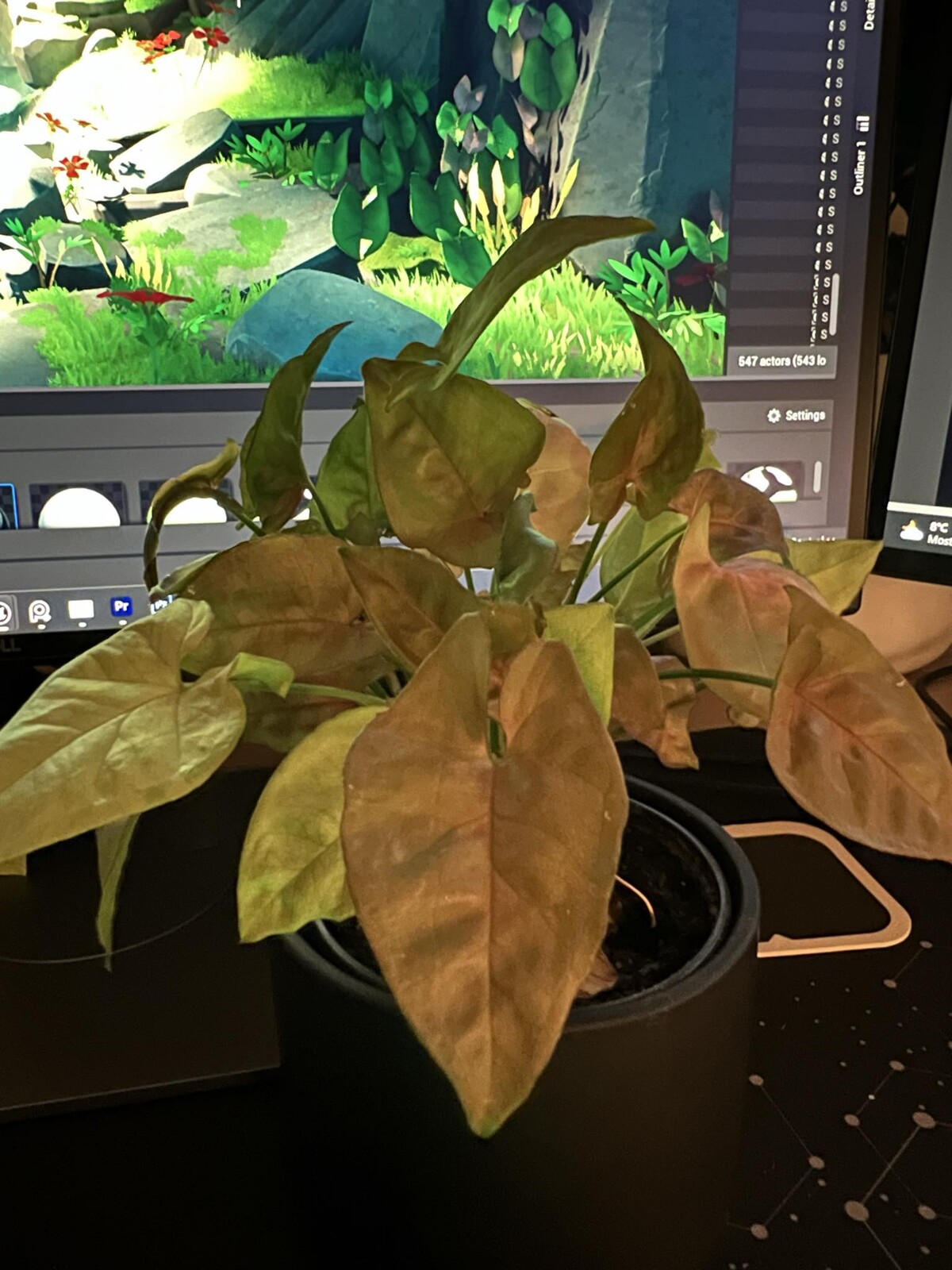 My real life plant made a cameo in the scene!