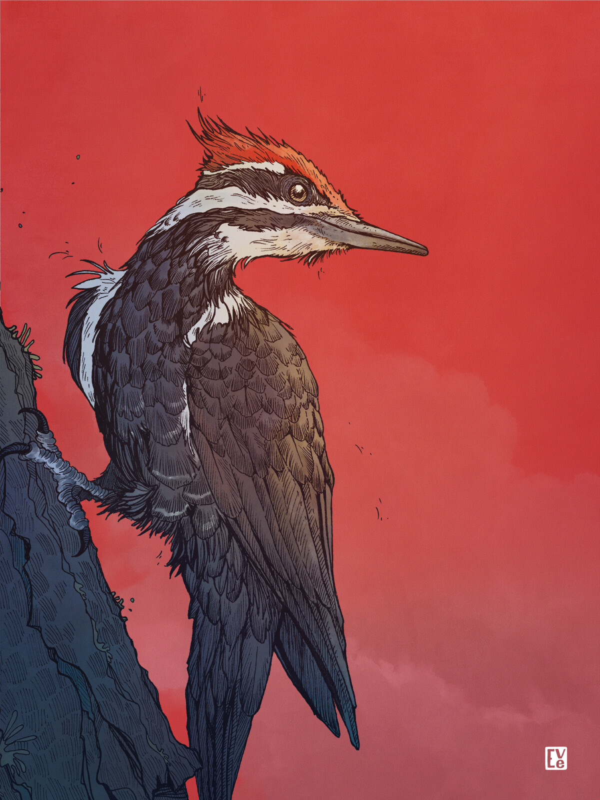 Pileated Woodpecker