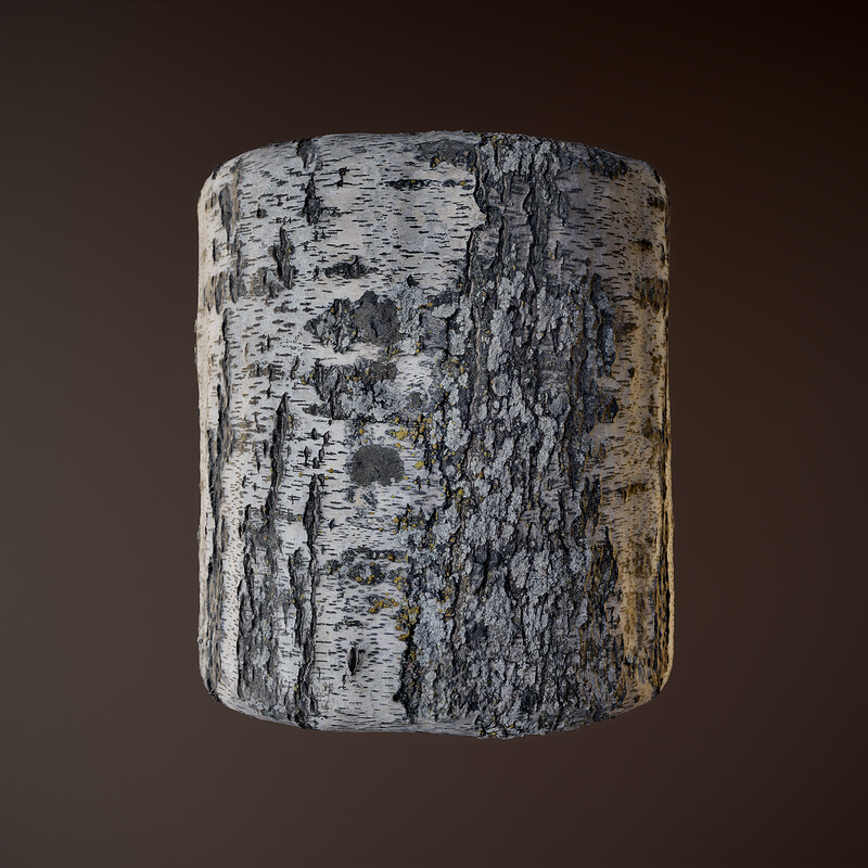 Birch bark with lichen scan