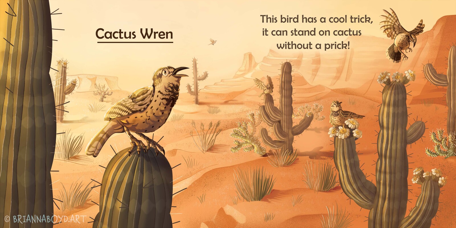 Meet the Cactus Wren!- Picture Book Spread