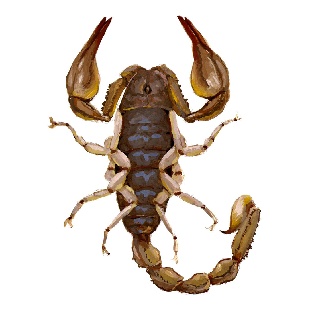 Uroctonus mordax