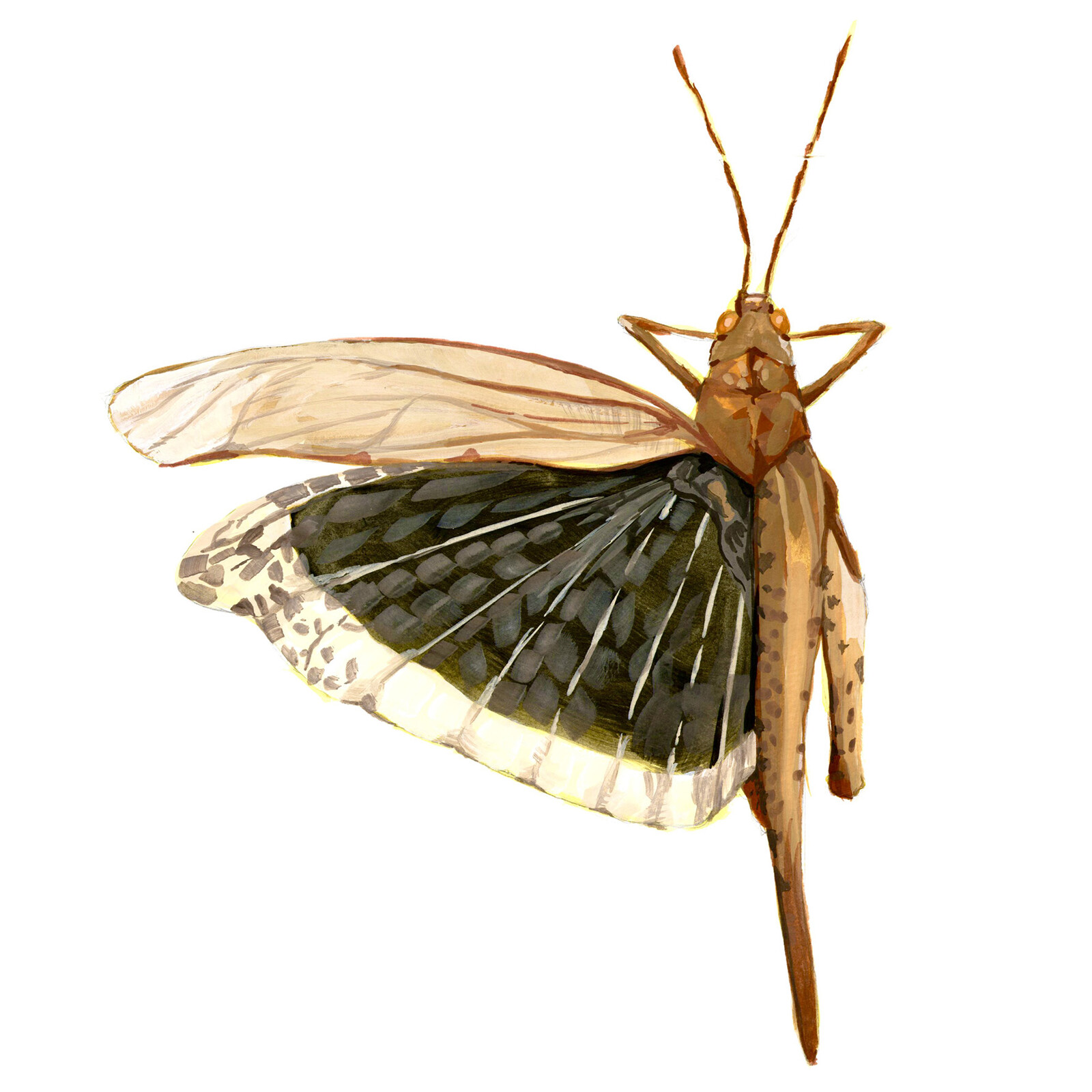 Schistocerca americana