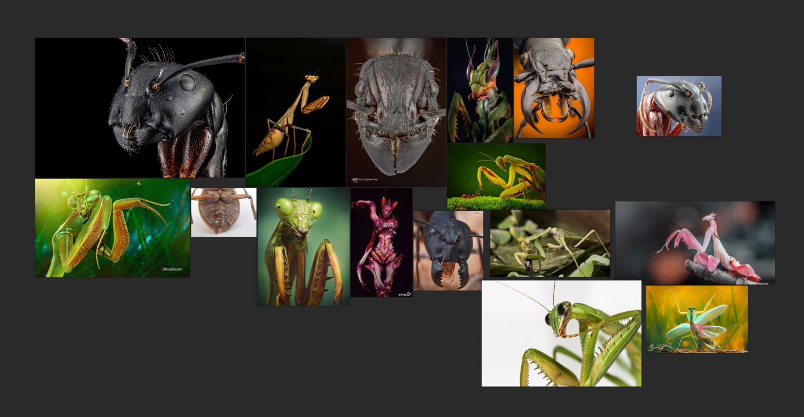 The legs were primarily based on the front legs of the Manti; the back connection was a combination of ant and human skeleton anatomy.