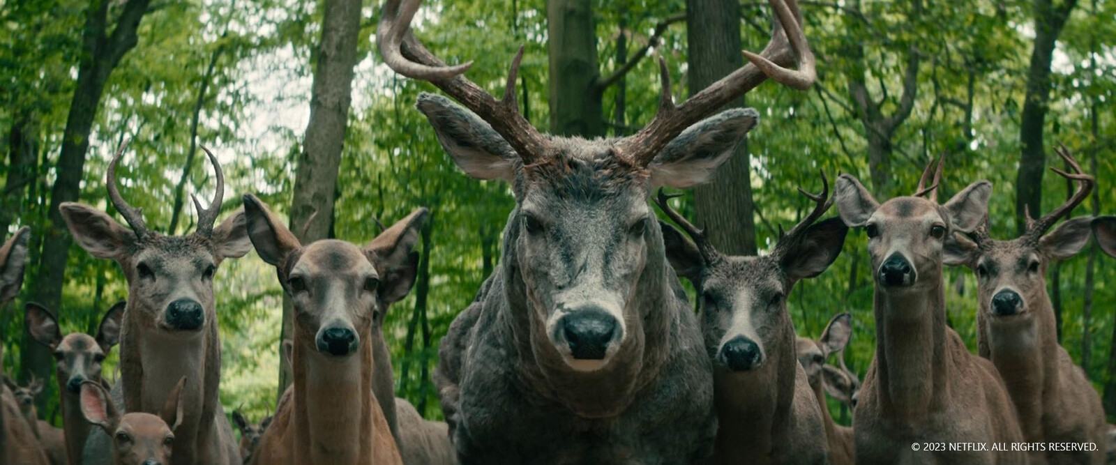 Creation and setup of various deers , modelling and texturing of backyard