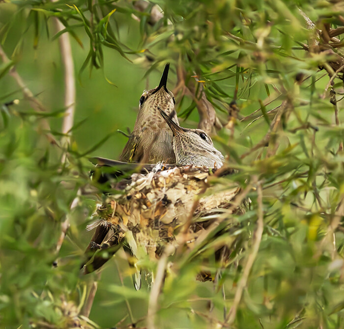 Anna's Hummingbird Nest with Baby and Mom