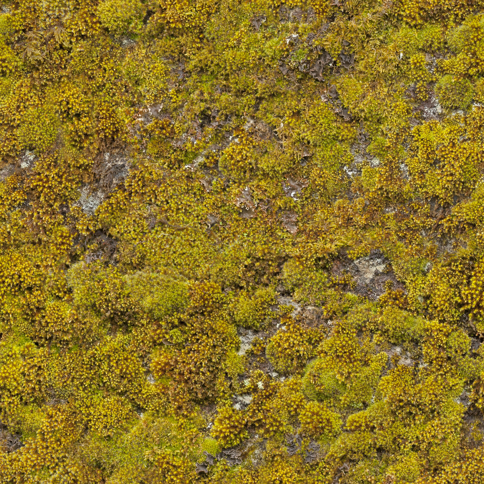 Moss texture