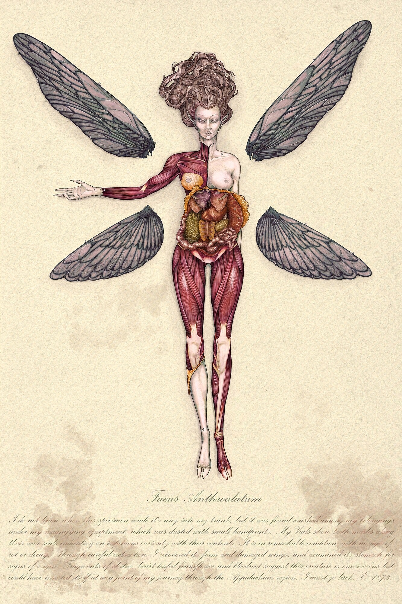 [Image: emnida-faeus-specimen.jpg?1718417955]