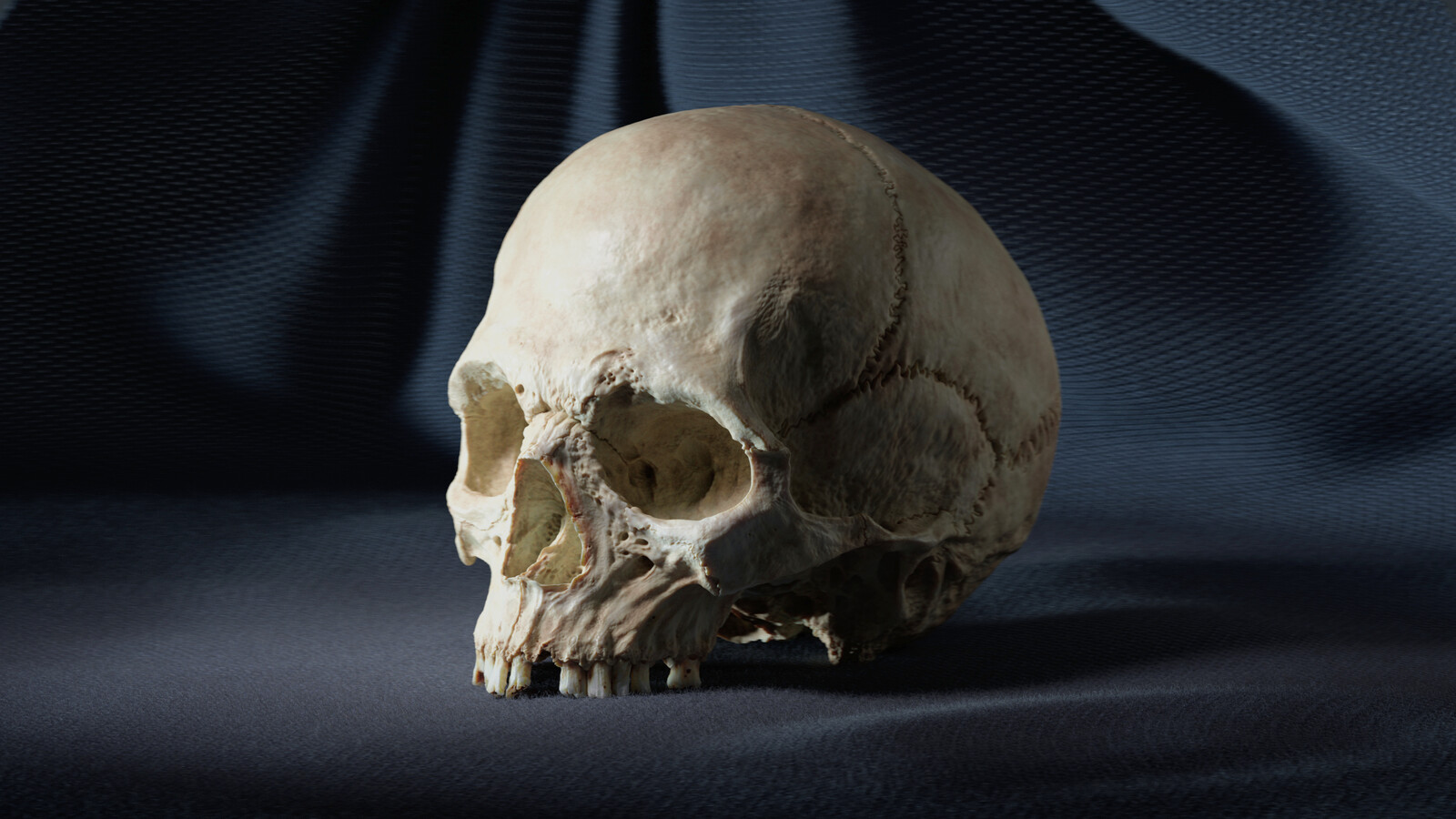 Skull