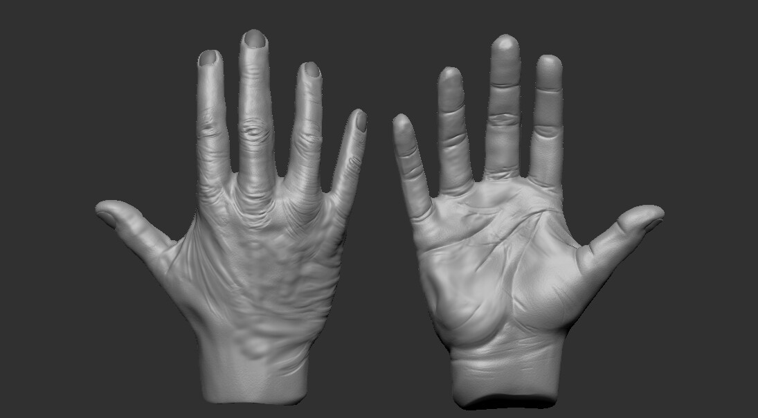 Anatomy study Hands Biology Diagrams