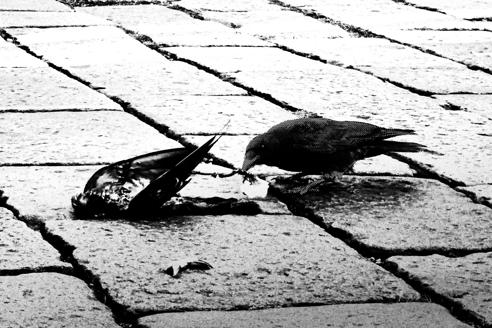 El Cuervo#5.
Digital photography and digital post-production, b&amp;w, 3:2 300dpi.