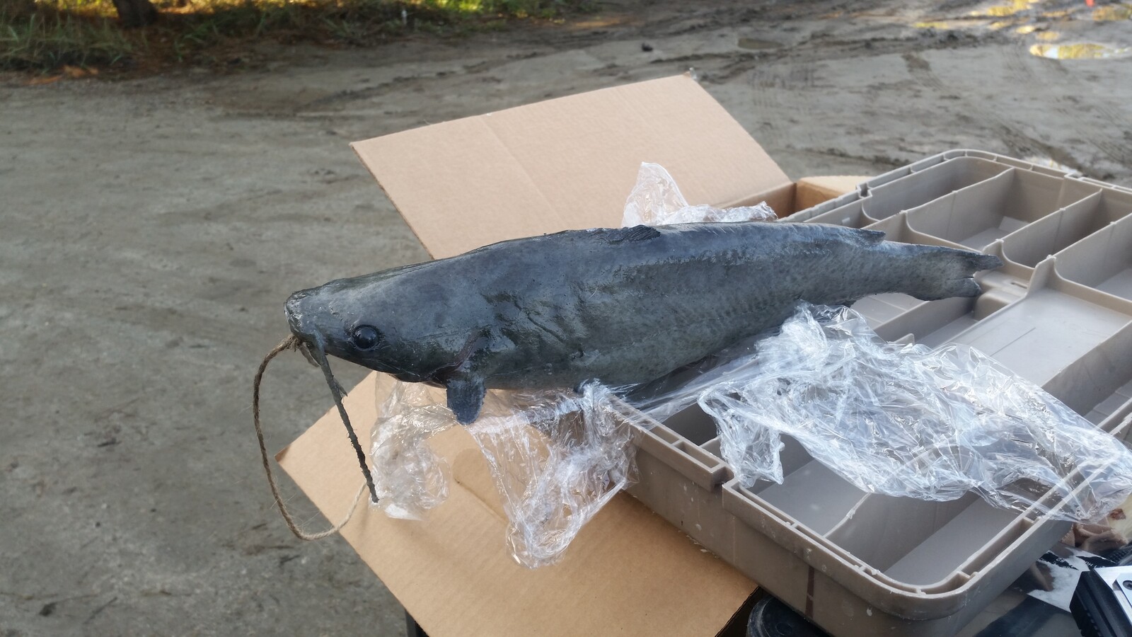 Animatronic Catfish radio controlled