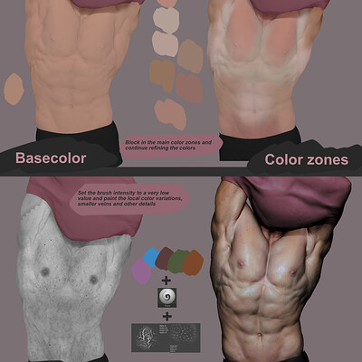 Anatomy Mini-Tutorials vol.2