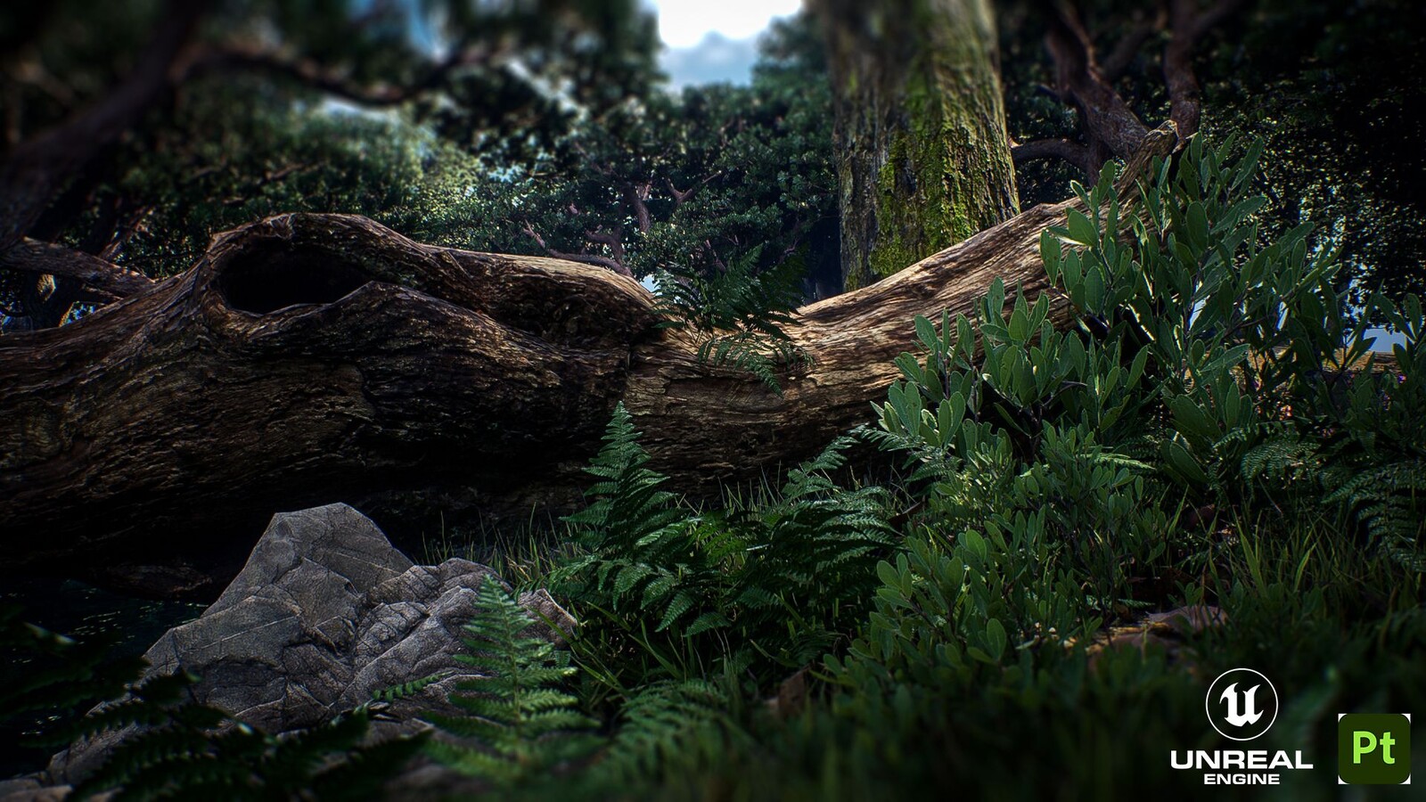 Tropical Forest 06